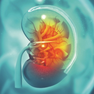 Annual Kidney-Pancreas Transplant Symposium Banner